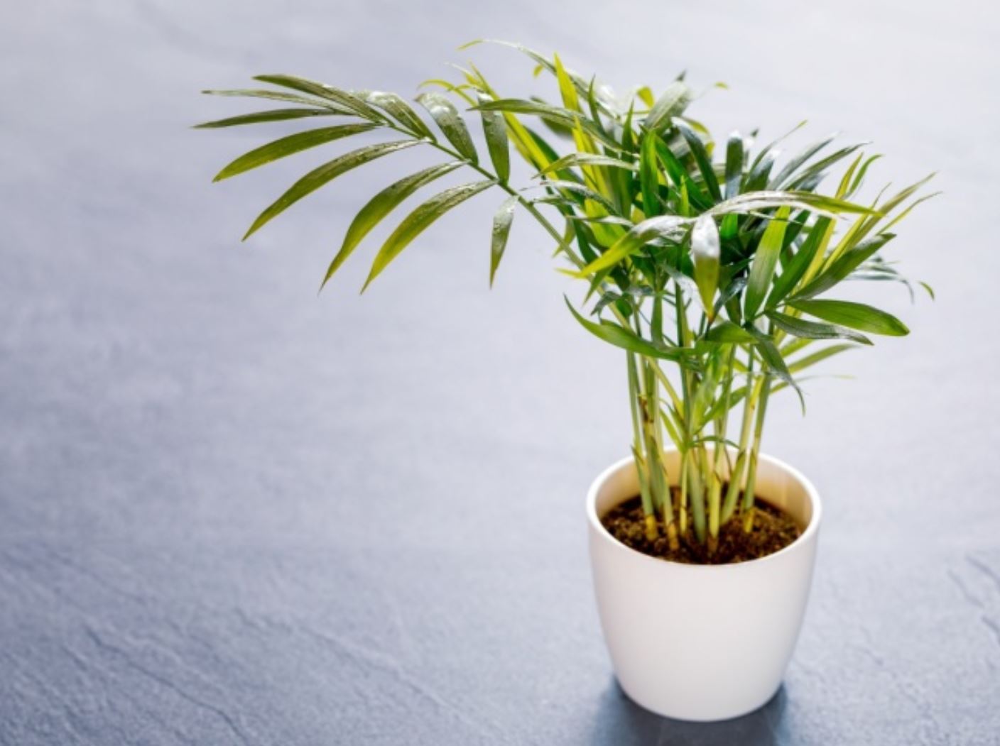 Cây Cau Tiểu Trâm